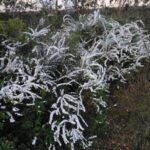 早朝ウォーキング