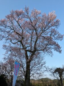 桜の開花！