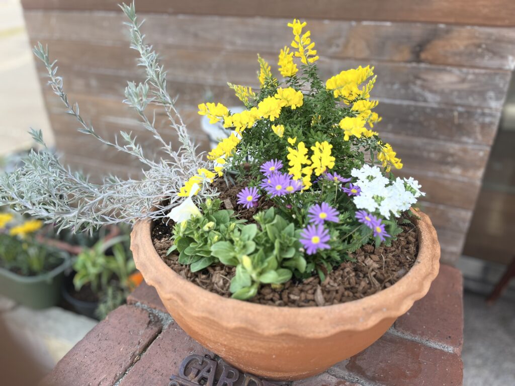 🌼お花の植え替え🌼
